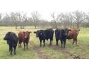 Cattle raised by Jim and Gerry Rackley graze in a field in Zuehl, Texas