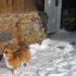 In this photo released by Natasha Baydakova on Wednesday Jan. 4,2011 showing a Welsh corgi dog named Ole that showed up at a Cooke City motel four days after the dog and its owner were swept up in an avalanche. The dog’s owner died. The dog returned to this motel where they had been staying before going backcountry skiing. (AP Photo/Natasha Baydakova)