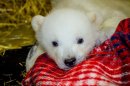 Orphaned Polar Bear Cub to Get New York Home