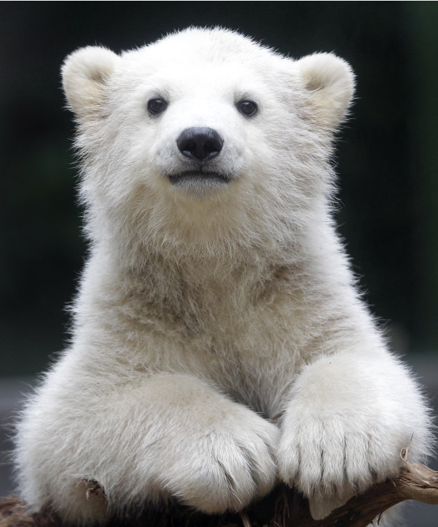 Anori, il cucciolo di orso polare che sta facendo impazzire la Germania