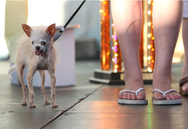 La perrita más fea del mundo. Canines-compete-worlds-ugliest-dog-20110624-204323-243