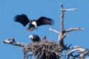 Adult bald eagles and juvenile near Big Bear Lake, March 2012. Photo by Barbara Jordan.