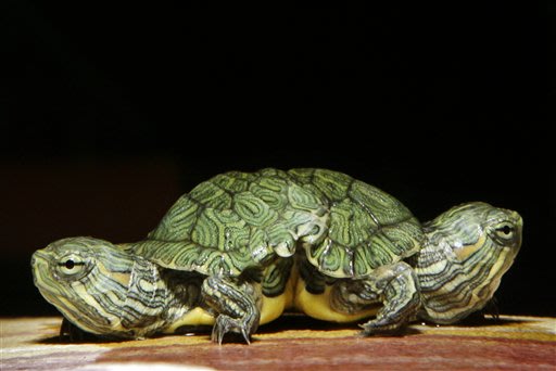 Amazing double headed animals - It's real 11-red-slider-turtle_084339