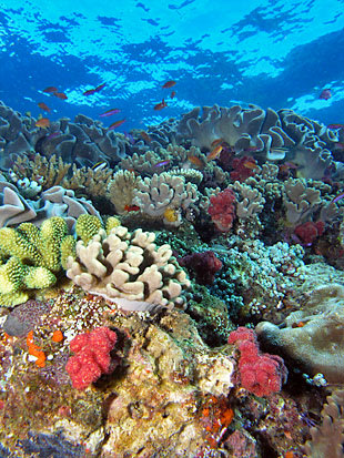 Gran Barrera de Coral: LCDR Eric Johnson, NOAA Corps./Wikimedia Commons