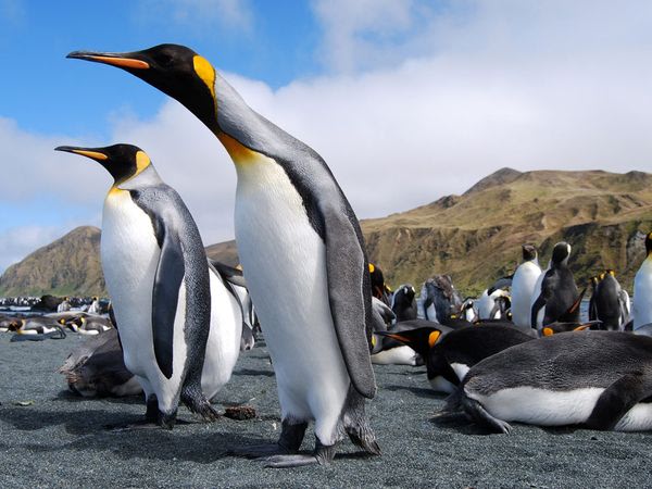 King Penguins, Macquarie  …