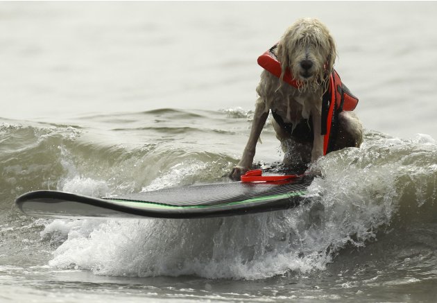 A dog rides a surfboard at …