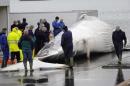 Workers cut up a finwhale at a port in Reykjavik