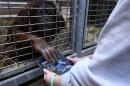 Dutch Zoo Tests 'Tinder for Orangutans' Mating Program