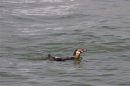 A Humboldt penguin which escaped from its enclosure in Tokyo Sea Life Park two month ago swims at Tokyo Bay
