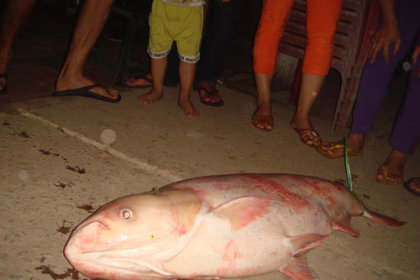 Bắt được nhiều cá "khủng" trên sông Batca3-jpg_093628