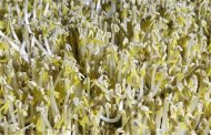 Bean sprouts are displayed at a soya farm in Brussels