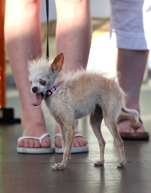 La perrita más fea del mundo. Canines-compete-worlds-ugliest-dog-20110624-204327-890