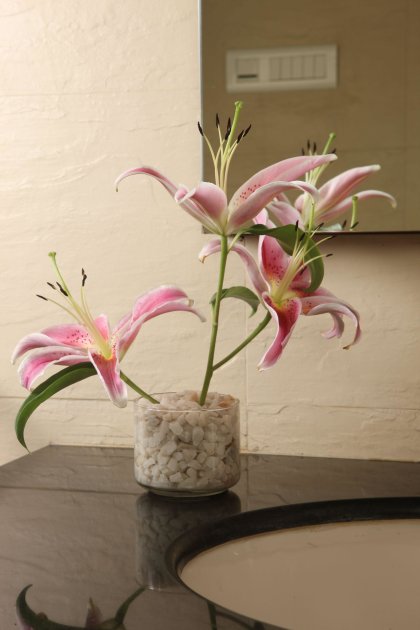 orchids-9-34-267