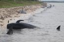 In this Tuesday, Dec. 3, 2013, photo provided by the National Park Service, pilot whales are stranded on a beach in a remote area of the western portion of Everglades National Park, Fla. Federal officials said some whales have died. The marine mammals are known to normally inhabit deep water. (AP Photo/National Park Service)