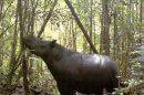 A Sumatran rhinoceros at the Mount Leuser National Park