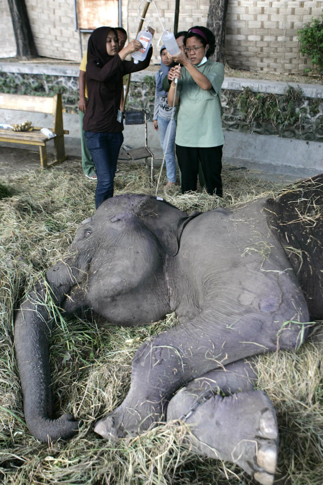 Foto, Gajah Sumatera yang Nyaris Punah | BOPLO