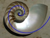 La línea imaginaria espiral que recorre el caparazón de un caracol