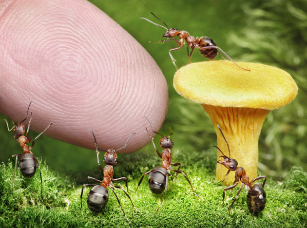 fantasy world of ants