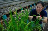 Foto de 29 de novembro de 2013, divulgada pelo IRRI, mostra o cientista Tsutomu Ishimaru com planta de arroz