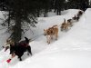 Kristy Berington's team descends a steep section of trail outside the Finger Lake checkpoint in Alaska during the Iditarod Trail Sled Dog Race on Monday, Mar. 4, 2013. (AP Photo/The Anchorage Daily News, Bill Roth)