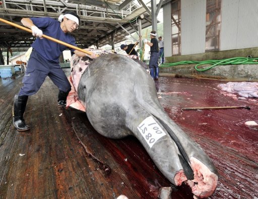 Fishermen slaughter a 10m-long bottlenose whale at the Wada port, Chiba prefecture, Japan in June 2008. Australia is to fire the opening salvoes in a legal battle before the United Nations' highest court in June aimed at stopping Japan's whaling research programme in Antarctica