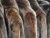 Πόλεμος για τη γούνα: Έβγαλαν τα καλάσνικοφ