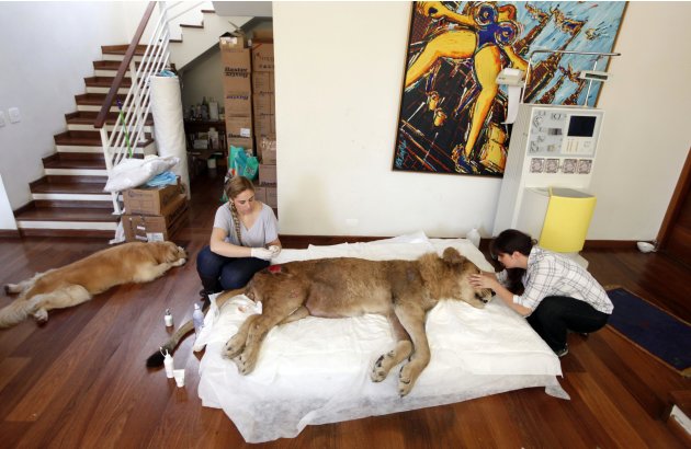 Veterinary physiotherapist Pereira applies cream on a paralyzed lion Ariel as the veterinary chiropractic Morandini works on it at the living room of Pereira's home in Sao Paulo