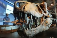 El cráneo de un 'Tiranosaurus Rex' expuesto en el Museo de Historia Natural de Los Ángeles. La justicia neoyorquina inició un procedimiento para devolver a Mongolia un esqueleto de tiranosaurio robado en el desierto de Gobi y subastado en Nueva York el mes pasado, afirmó el martes el fiscal de Manhattan. (AFP/Archivo | Robyn Beck)