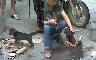 The puppy on the left was roasted by the woman on an open fire. (Screengrab from ww.chinasmack.com)