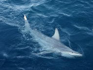 O tubarão descoberto é resultado do cruzamento do tubarão-de-ponta-negra australiano com o de ponta-negra comum