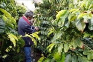 Un grupo especialistas en café visitan las plantaciones del valle de Agaete, las únicas de este producto que existen en España y que aspira a convertirse en un reclamo turístico adicional para Gran Canaria. EFE/Archivo