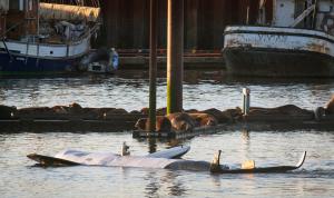 California sea lions and harbor seals sleep on the&nbsp;&hellip;