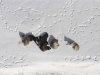 A wolf pack is pictured bedded down in the snow in Yellowstone National Park in undated handout photograph