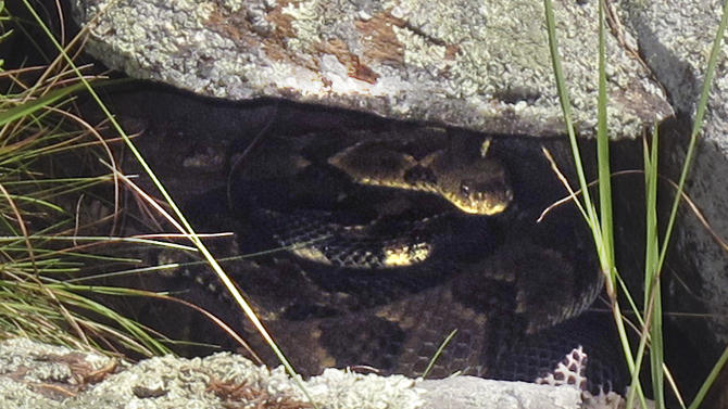 In this July 31, 2015 photo, two rattlesnakes hide in a crack in a rock at an undisclosed location in western Rutland County, Vt. Biologists say a mysterious fungus is threatening to wipe out some isolated populations of rare rattlesnakes in Vermont and elsewhere.  Vermont Fish and Wildlife Biologist Doug Blodgett said Vermont's small population of rattlesnakes is being threatened by the fungus that was first identified by scientists a few years earlier. (AP Photo/Wilson Ring)
