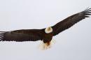 FILE - In this undated photo released by the Utah Division of Wildlife Resources, a bald eagle files in Utah. Proponents credit the Endangered Species Act with staving off extinction for hundreds of species, from the bald eagle and American alligator to the gray whale, but Republicans in Congress say the 40-year-old law meant to protect animals and plants from extinction has become bogged down by litigation and needs to be updated. (AP Photo/Utah Division of Wildlife Resources, Lynn Chamberlain)