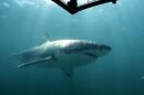 UNDATED FILE PICTURE - A Great White Shark swims past a diving cage off Gansbaai about 200 kilometre..