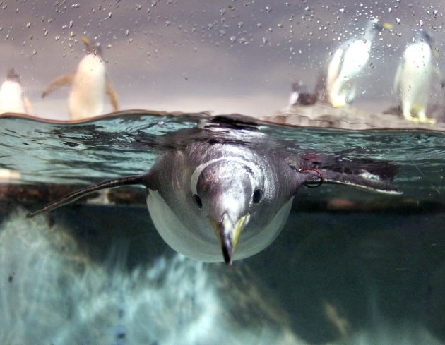 A penguin  dives in a pool …
