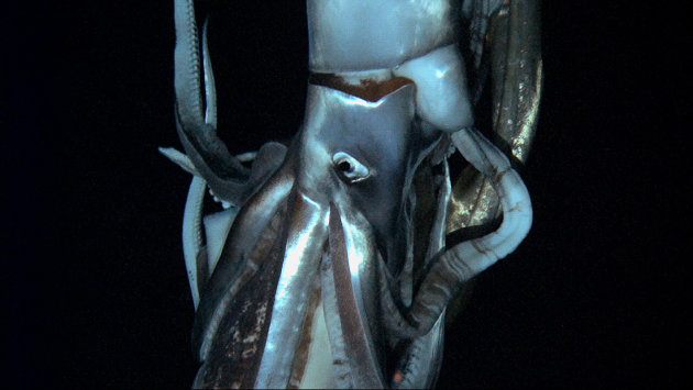 A giant squid is seen in this still image taken from video captured from a submersible by a Japanese-led team of scientists near Ogasawara islands taken in July 2012, in this handout picture released by NHK/NEP/Discovery Channel in Tokyo January 7, 2013. The scientists have captured on film the world's first live images of a giant squid, journeying to the depths of the ocean in search of the mysterious creature thought to have inspired the myth of the "kraken", a tentacled monster. Picture released on January 7.         Mandatory Credit.            REUTERS/NHK/NEP/Discovery Channel/Handout (JAPAN - Tags: SCIENCE TECHNOLOGY SOCIETY ANIMALS) FOR EDITORIAL USE ONLY. NOT FOR SALE FOR MARKETING OR ADVERTISING CAMPAIGNS. THIS IMAGE HAS BEEN SUPPLIED BY A THIRD PARTY. IT IS DISTRIBUTED, EXACTLY AS RECEIVED BY REUTERS, AS A SERVICE TO CLIENTS. MANDATORY CREDIT. JAPAN OUT. NO COMMERCIAL OR EDITORIAL SALES IN JAPAN