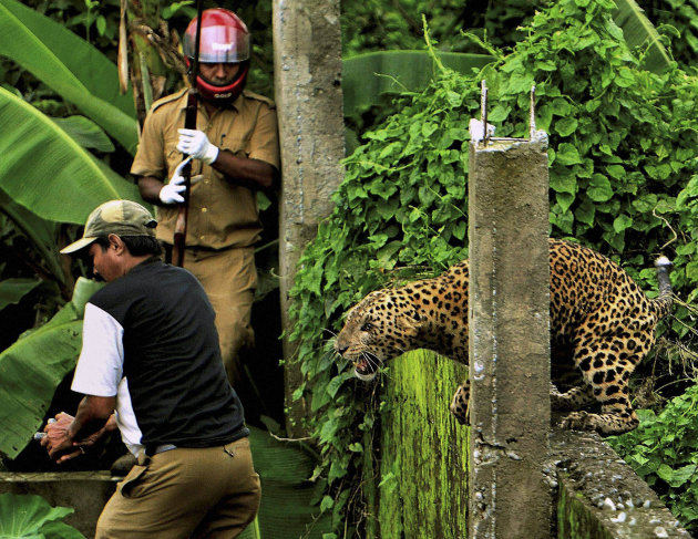 In this photo taken Tuesday, July 19, 2011, a leopard prepares to attack a forest guard, left, at Prakash Nagar village near Salugara, on the outskirts of Siliguri, India. The leopard strayed into the