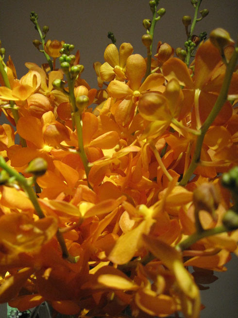 Lan mokara vàng. Loài lan màu vàng này mang đến thông điệp về tình yêu, sắc đẹp, sự tinh tế, trang nhã, sang trọng.