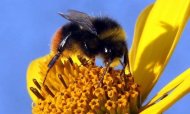 As abelhas são conhecidas por ter uma sociedade estruturada com distintas funções para cada grupo