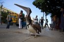 Pancho the Pelican walks along a street in Havana, Cuba, Thursday, Sept. 5, 2013. The wayward seabird has become the toast of 23rd Street, a bustling Havana thoroughfare where Pancho waddles down the sidewalk. (AP Photo/Ramon Espinosa)