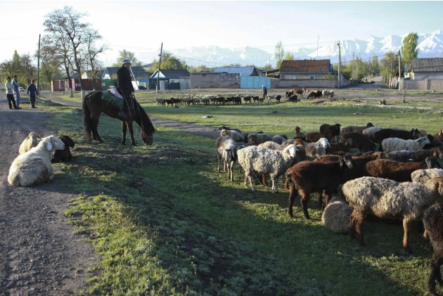 A man herds sheep in the Glass factory district of the Kyrgyz city of Tokmok