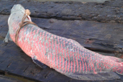 Bắt được nhiều cá "khủng" trên sông Batca2-jpg_093628