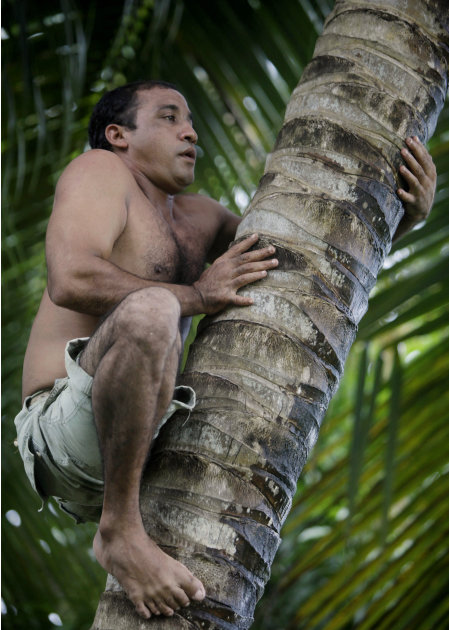 In this photo taken Wednesday Aug. 24, 2011, Yoandri Hernandez Garrido, 37, known as "Twenty-Four," climbs a palm tree in Baracoa, Guantanamo province, Cuba. Hernandez is proud of his extra digits and