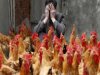 ΠΟΥ: Ερευνά την πιθανότητα μετάδοσης της γρίπης των πτηνών από άνθρωπο σε άνθρωπο