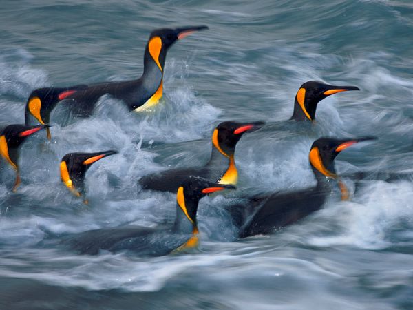 King Penguins, Gold Harbo …