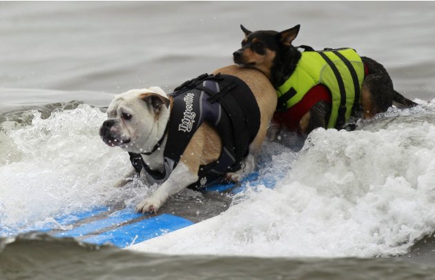 Two dogs ride a surfboard …