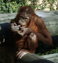 El Zoo Aquarium de Madrid celebra este domingo el día de las madres orangután para alertar de su situación