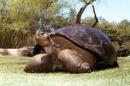 This undated photo from the San Diego Zoo shows Speed, a Galapagos tortoise that has been at the zoo since 1933. The zoo reported Friday, June 19, 2015 that Speed had been euthanized at an estimated age of more than 150 years. The massive tortoise had been in geriatric decline for some time. He was brought to California as part of an early effort to preserve the endangered species from the Volcan Cerro Azul Island of the Galapagos Islands, off Ecuador. (San Diego Zoo via AP)